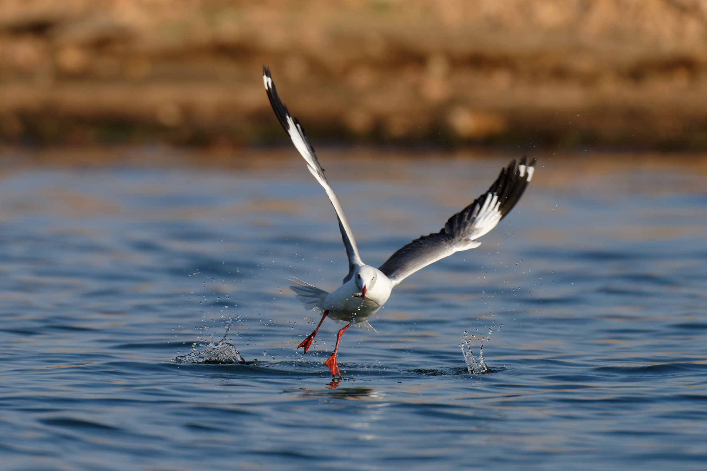 kariba (3).webp